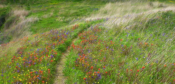  85,000 Wildflower Seeds, 35 Varietiey Wild Flowers