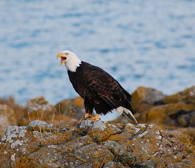 Bald Eagle; photo by Alex Shapiro.