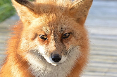 Fox stare