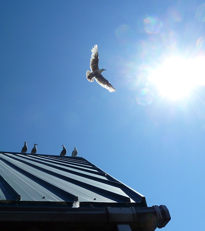Gulls on roof. Photo by Alex Shapiro.