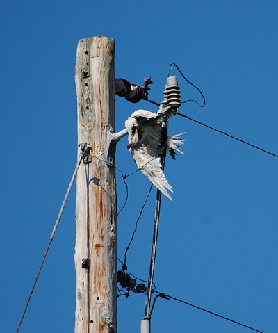 Dead gull. Photo by Alex Shapiro.