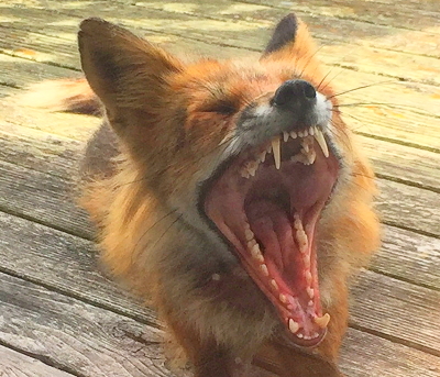 Fox teeth. Photo by Alex Shapiro.